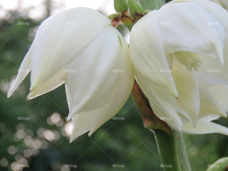 Yucca flower