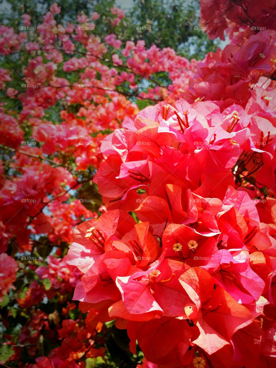 Flowers blooming in Spring season.