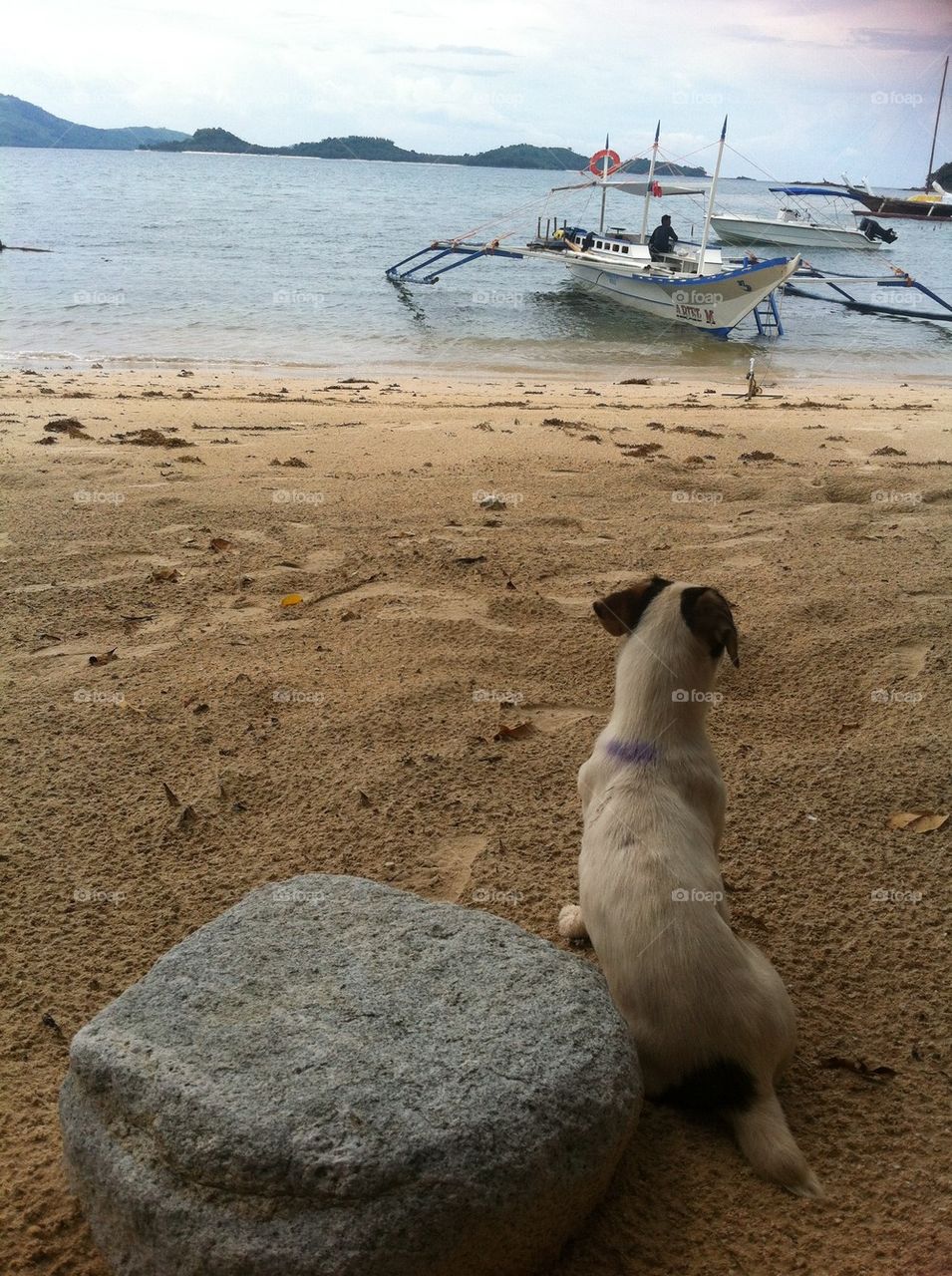 Dog waiting at the beach