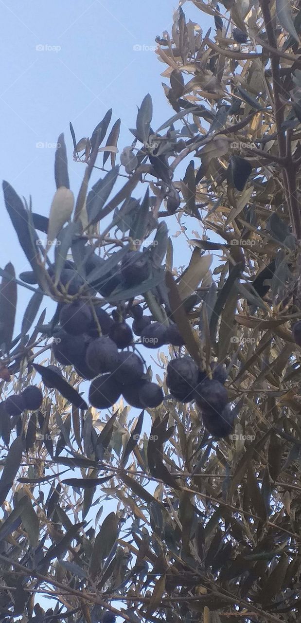 olive in sud