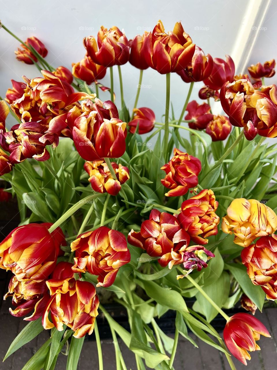 Spring flowers tulips close up