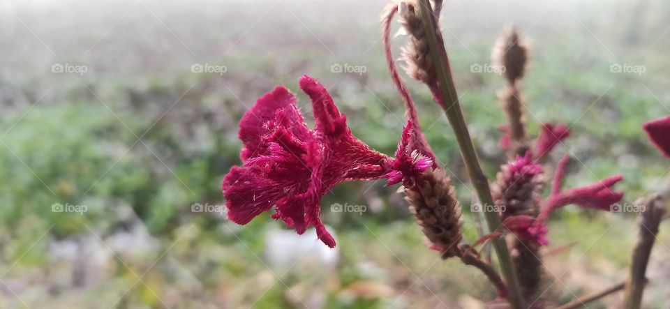 The Red flowers of the winter