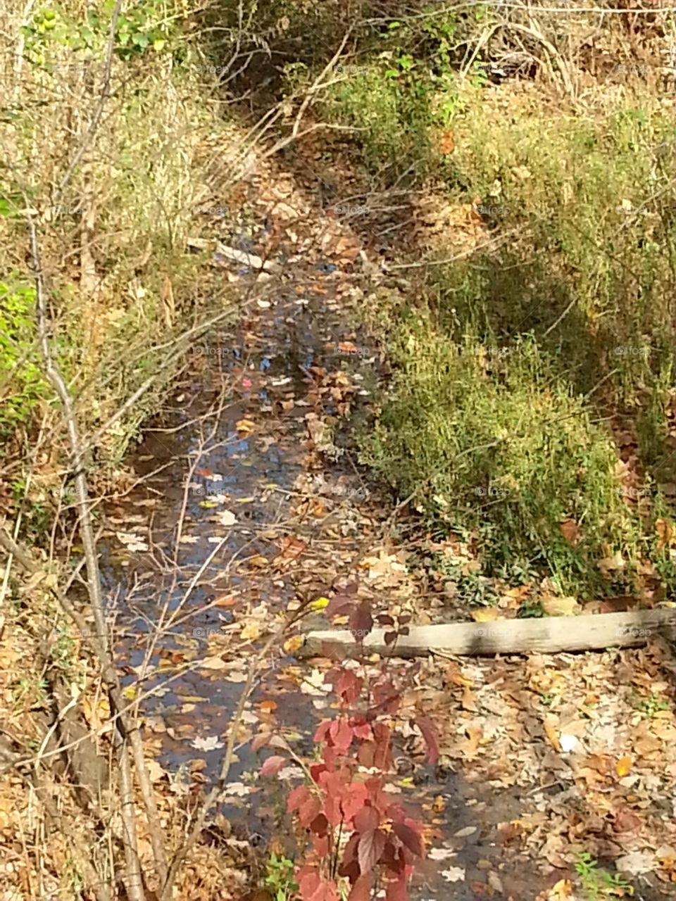 leaves covering the creek