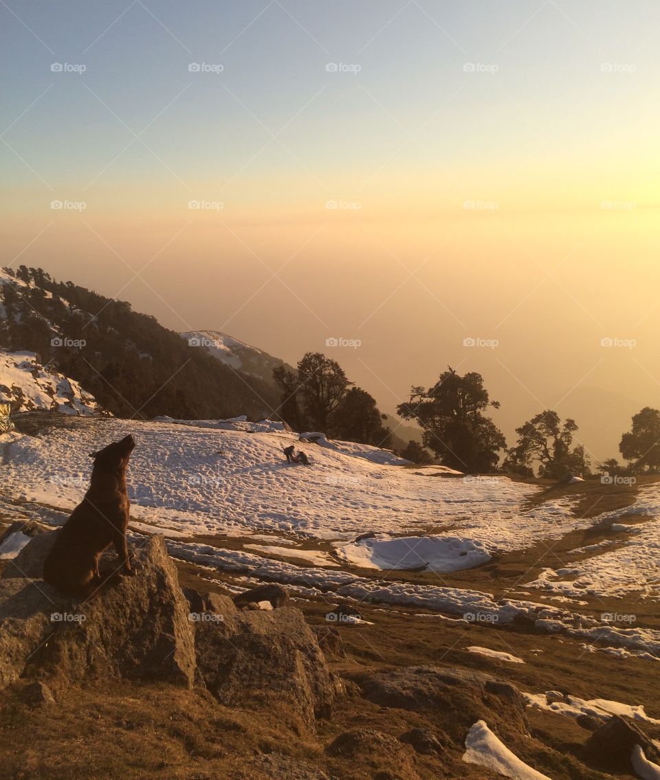Taken on the top of Triund Hill overlooking Dharamshala, India (home of the Dalai Lama.) Nestled in the Himalayan mountains, this view is 9,975 feet above sea level. I found this dog howling at other dogs at sunset.