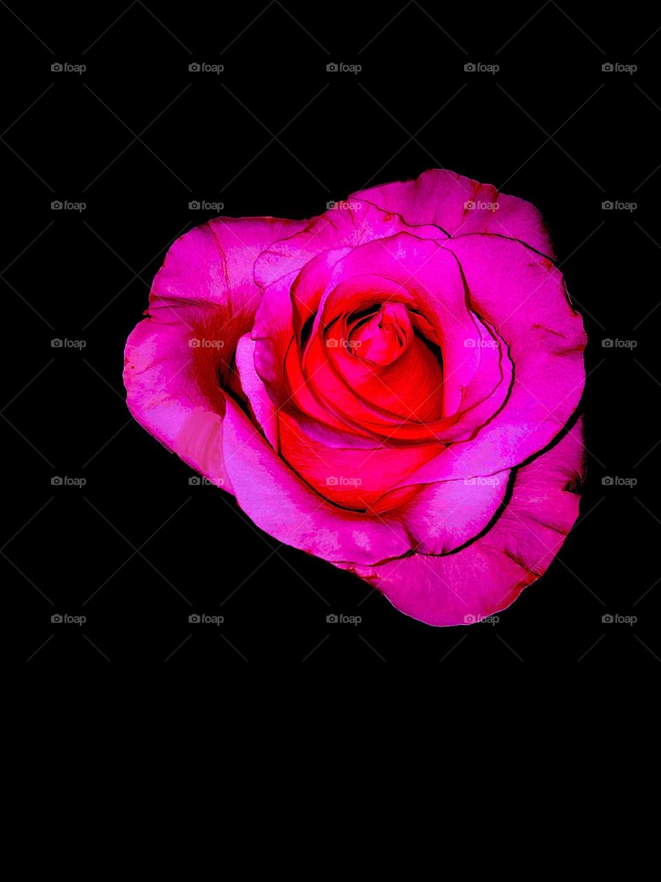A deep pink heart-shaped rose with a black background.