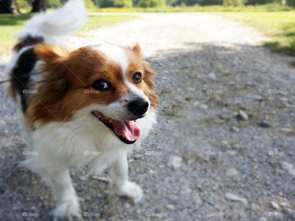 Smiling Dog on a Summer Day