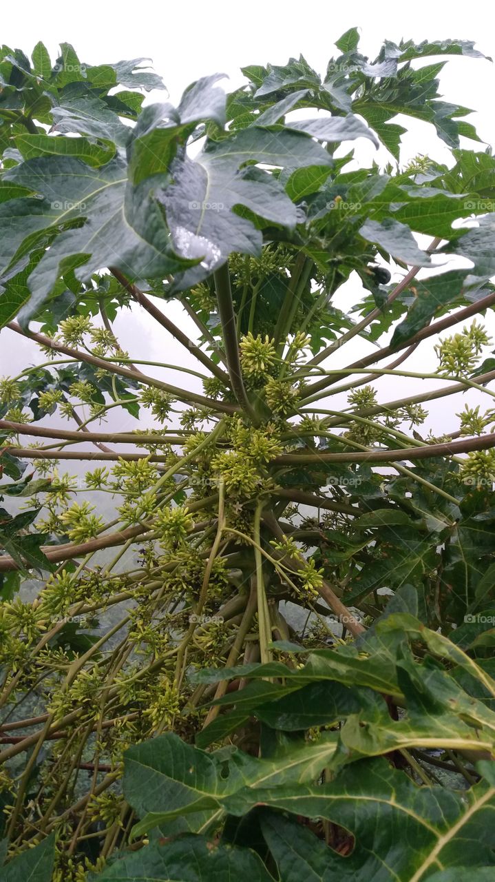 pappayaa  tree