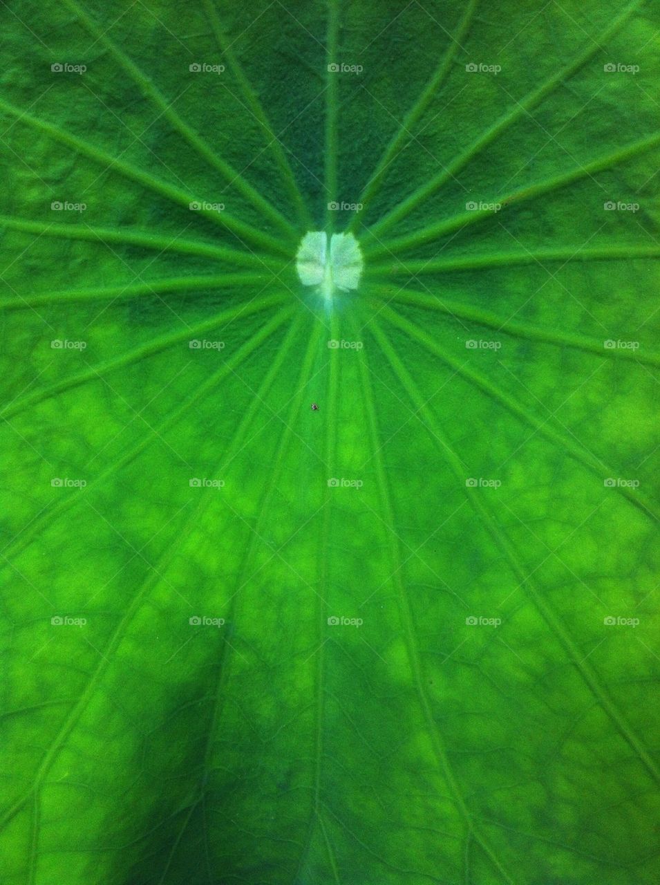 Lotus leaf texture