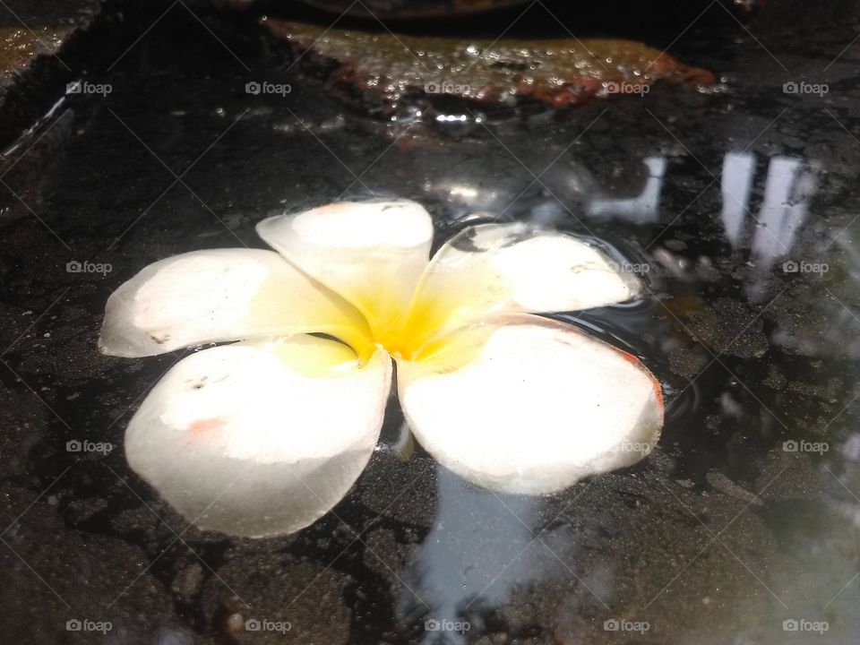 White flower floating on water