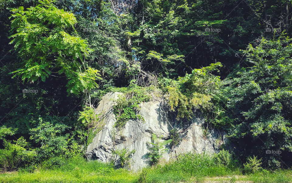 Rock outcrop amongst trees 