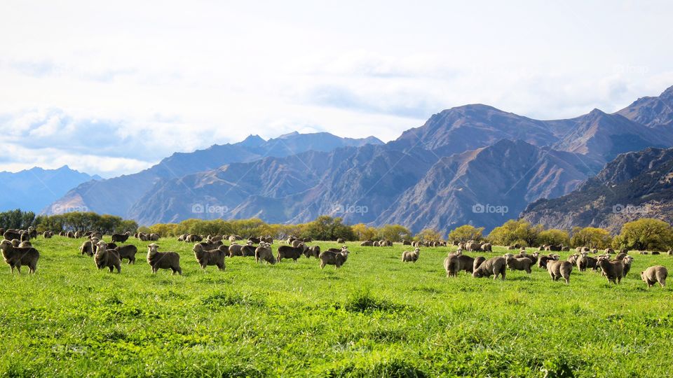 Sheep herd by the mountain side