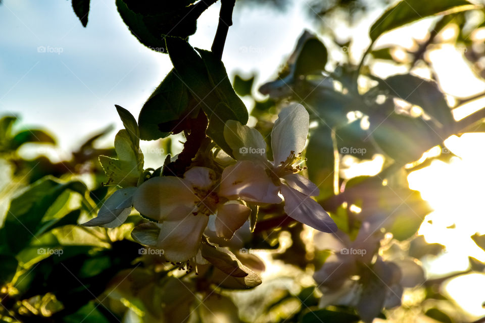 apple tree blooms in the sunset