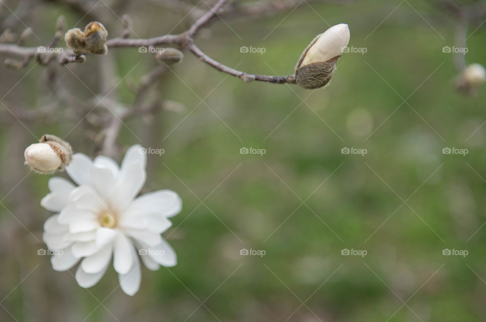 Close-up of budding white flowers on a branch outdoors in the spring season