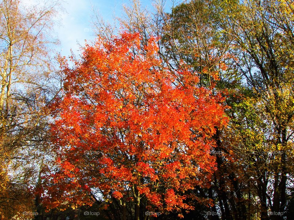 fiery foliage