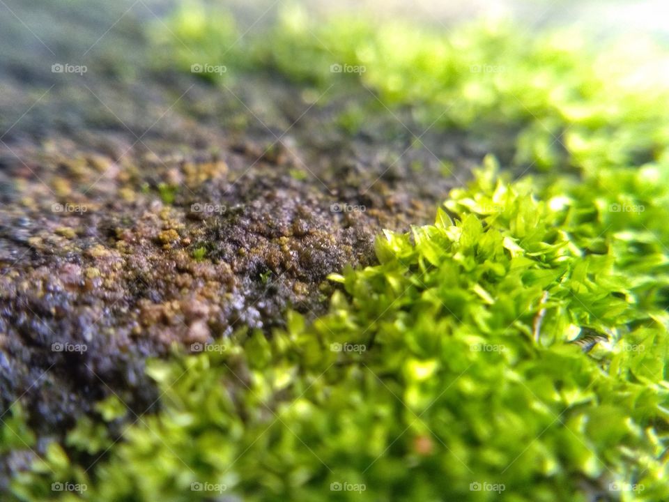 Lyf in a moss