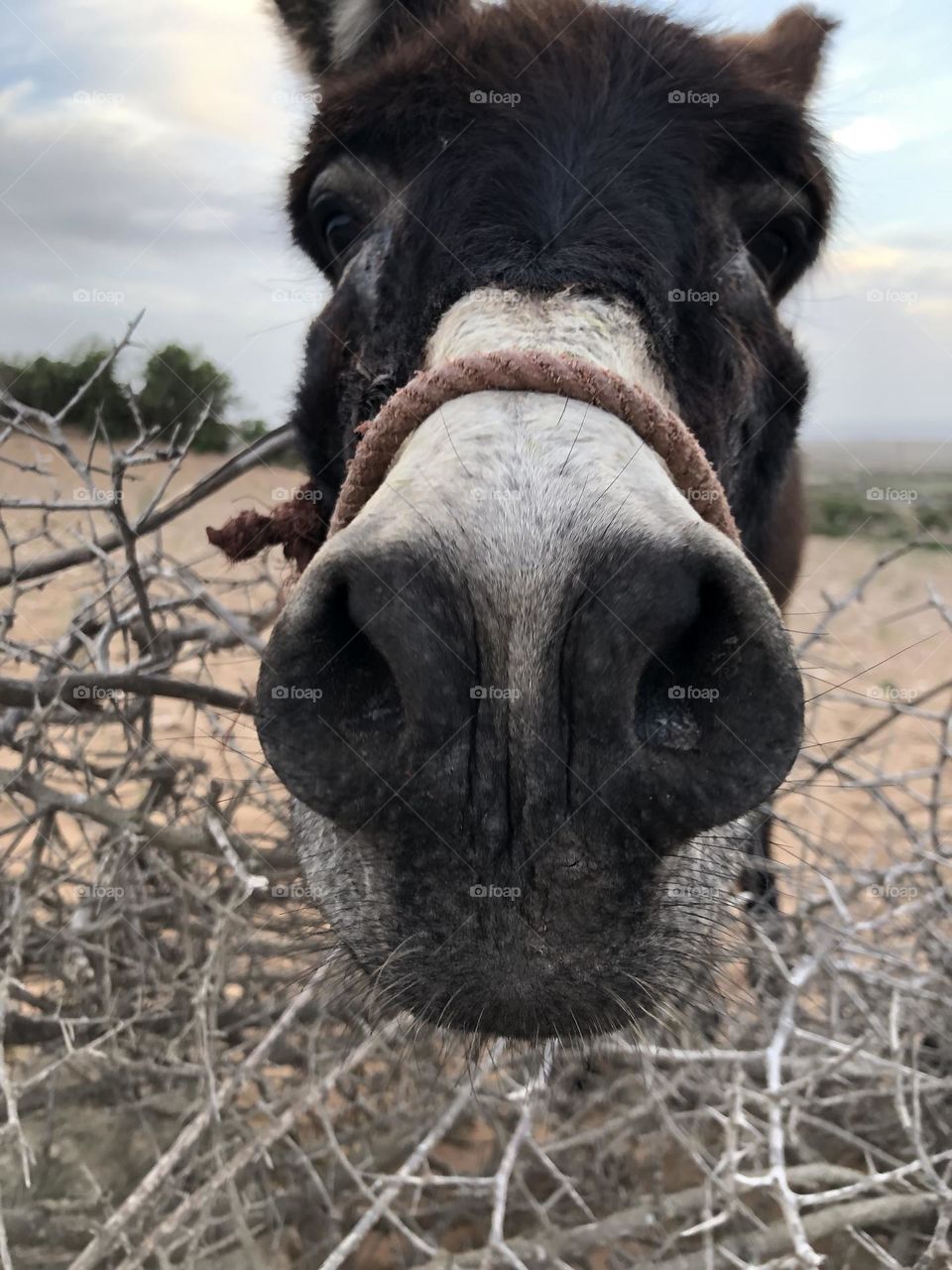 Donkey’s head looking at camera 