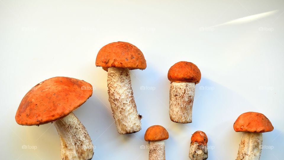 orange boletus mushrooms on a white background