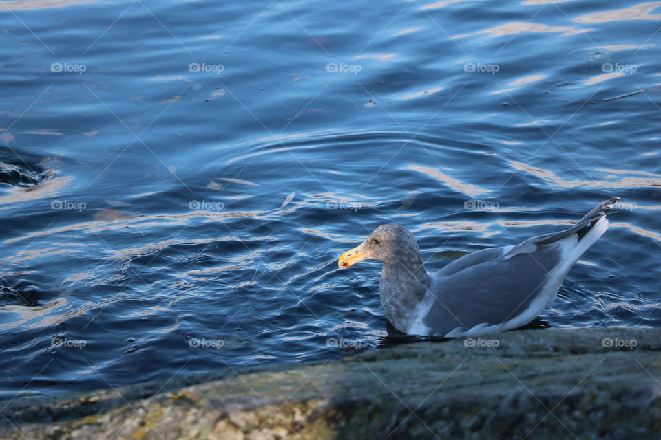 Seagull 