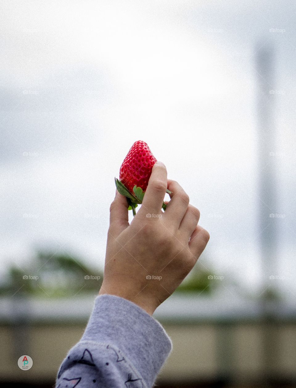 Strawberry Picking 
