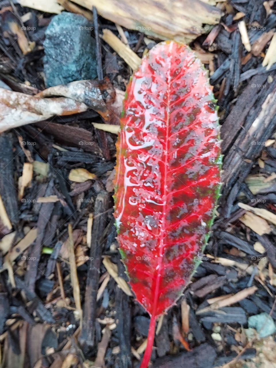 red and black leaf vains with water drops