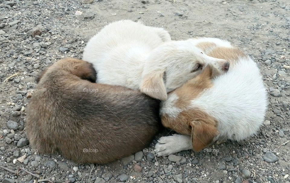Puppies sleeping together