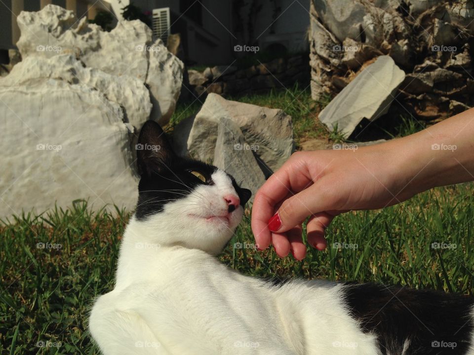 Hotel cat . My girlfriend relax with this deep chilling cat😊