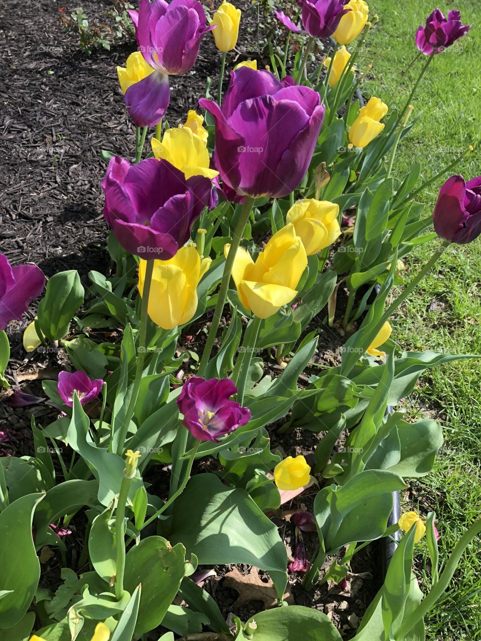 Tulips 