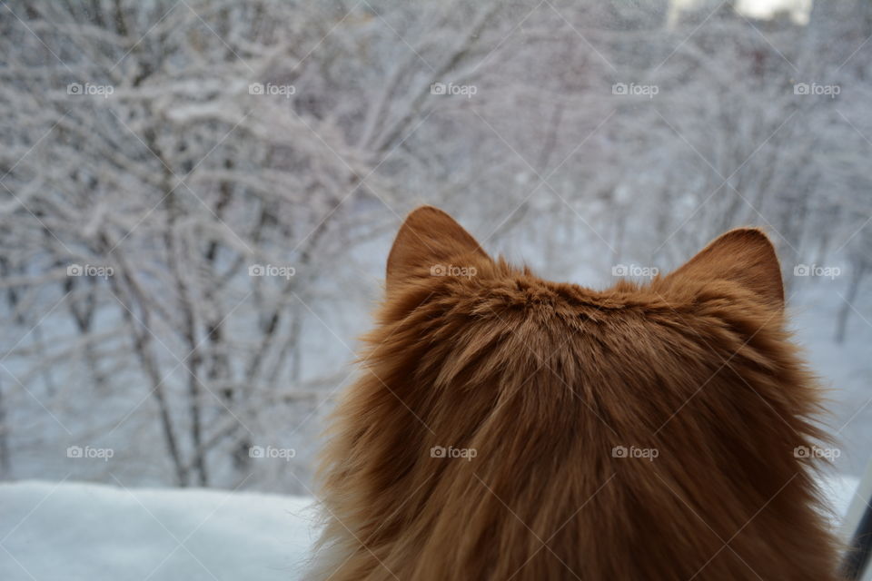 cat pet on a winter window home view