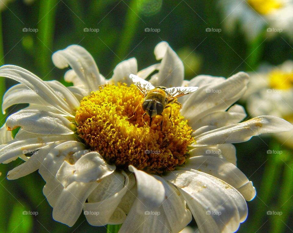 Bee on daisy