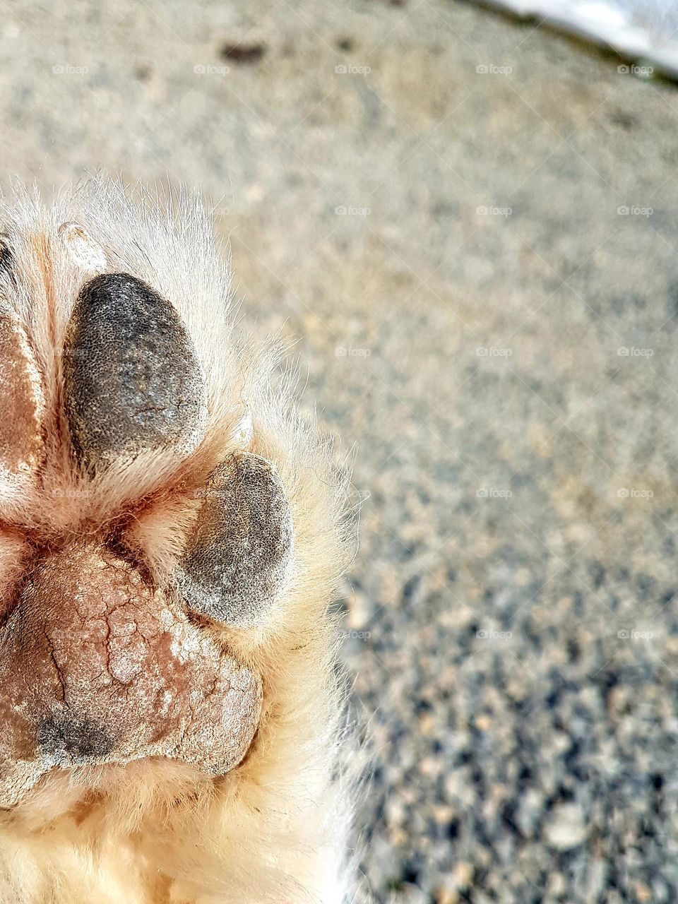 dog paw