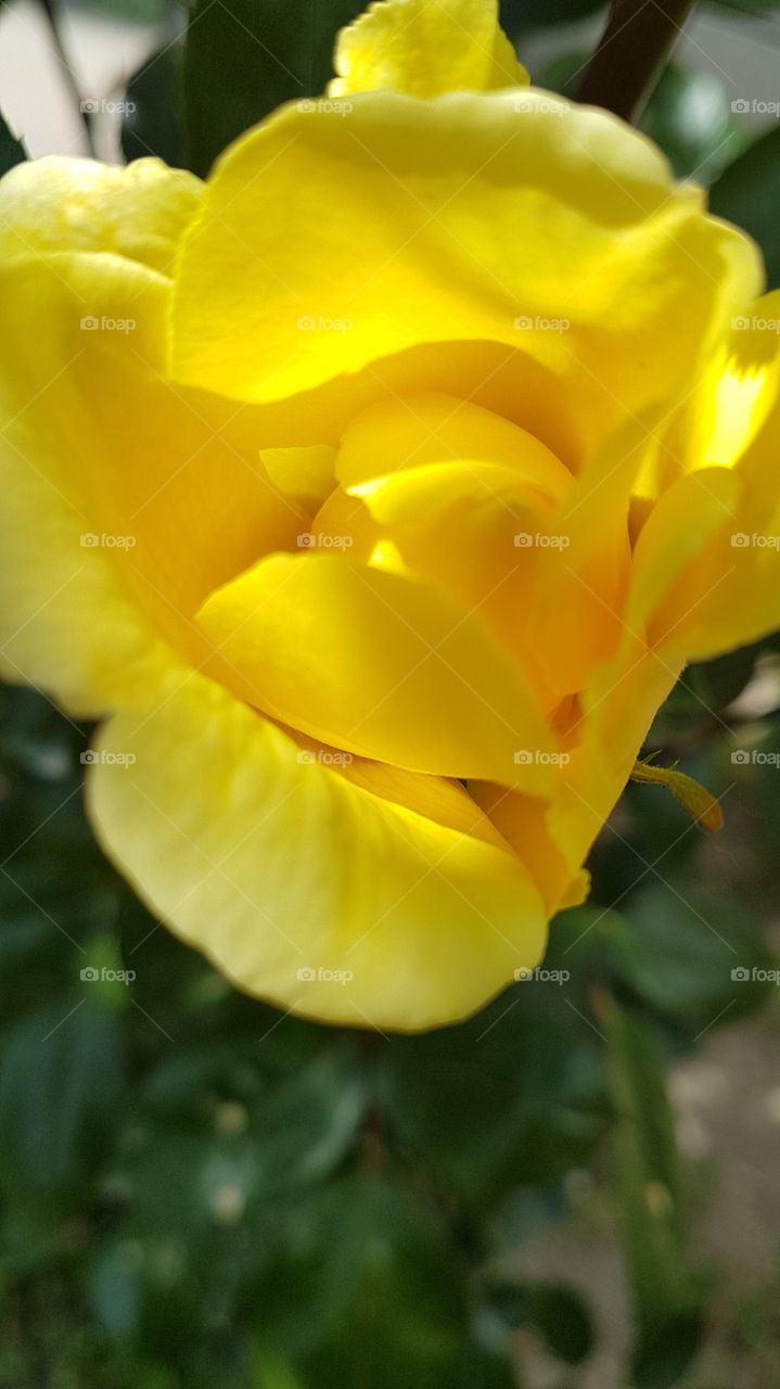 bright sunny yellow rose center closeup