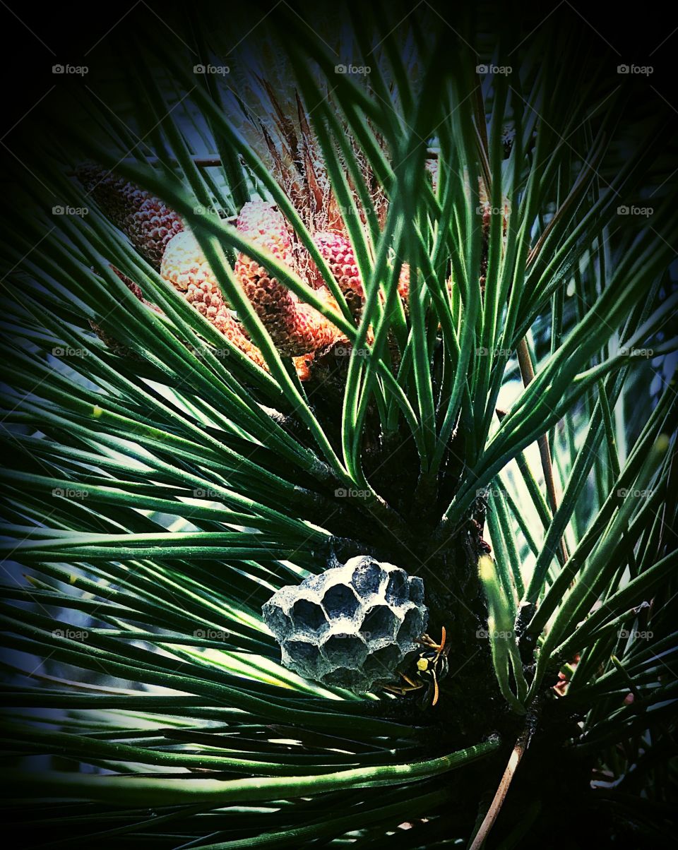 Beehive in a pine tree