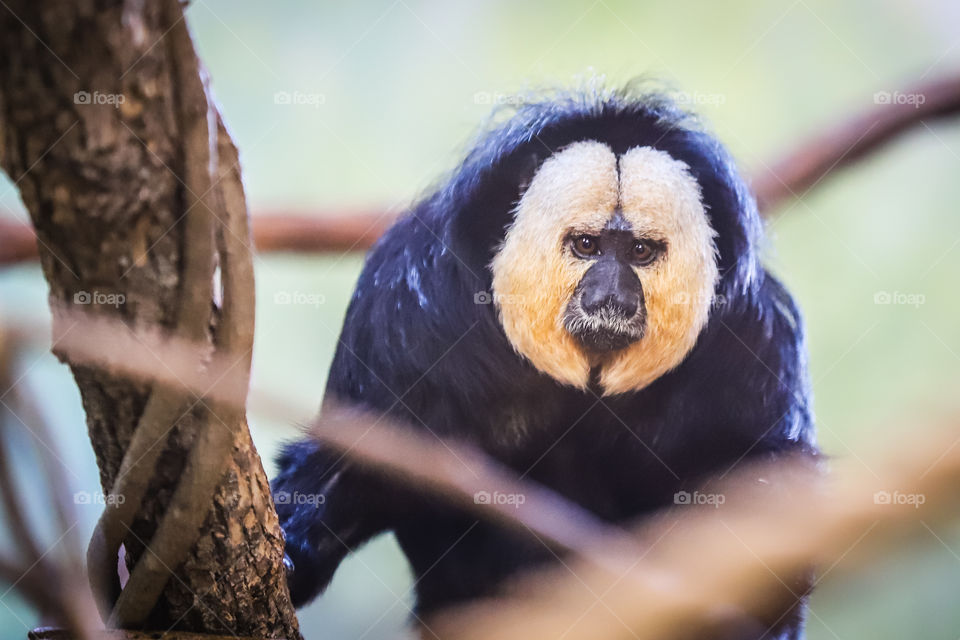 Inquisitive Monkey, with white Face,  looking at you.