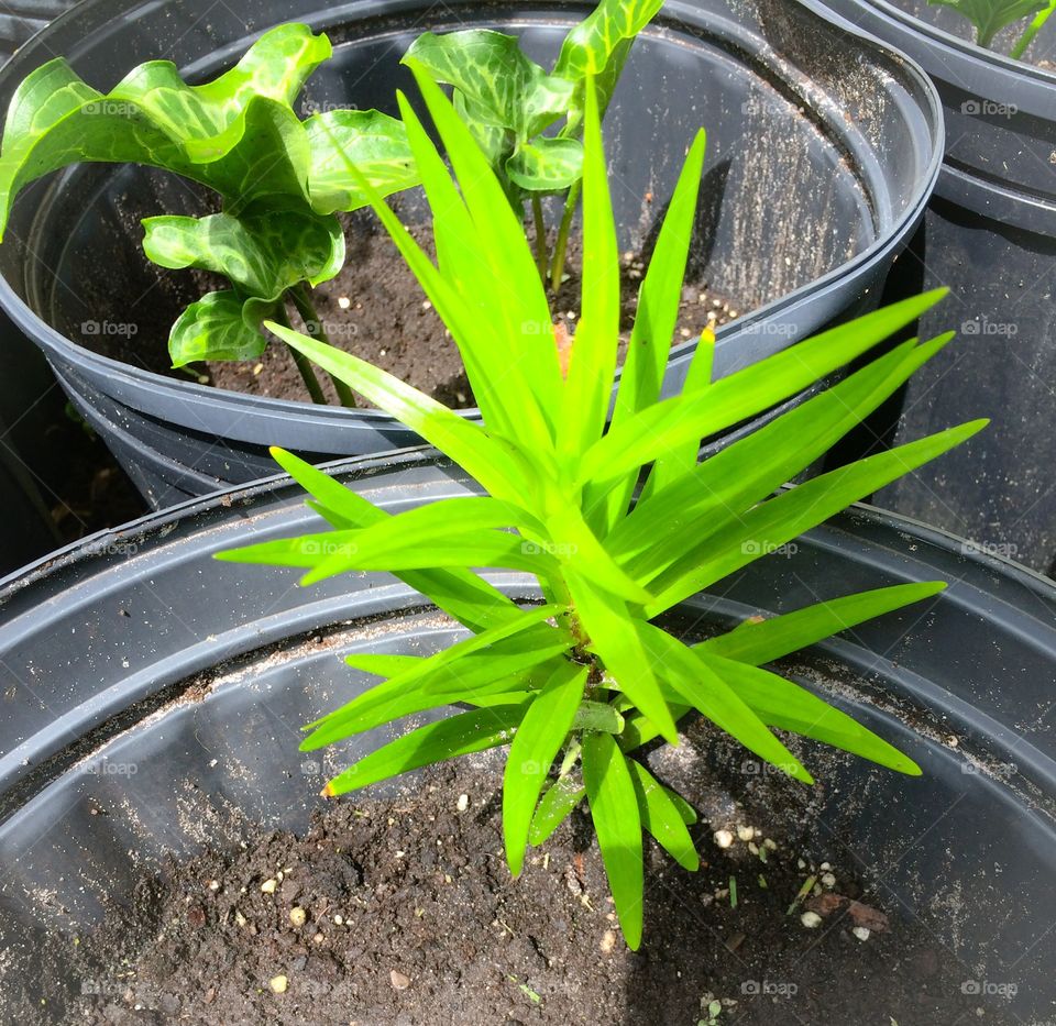 Potted plants 