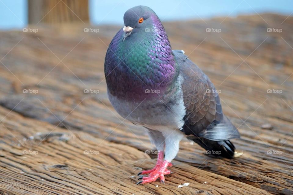 Proud pigeon. colorful pigeon on a pier