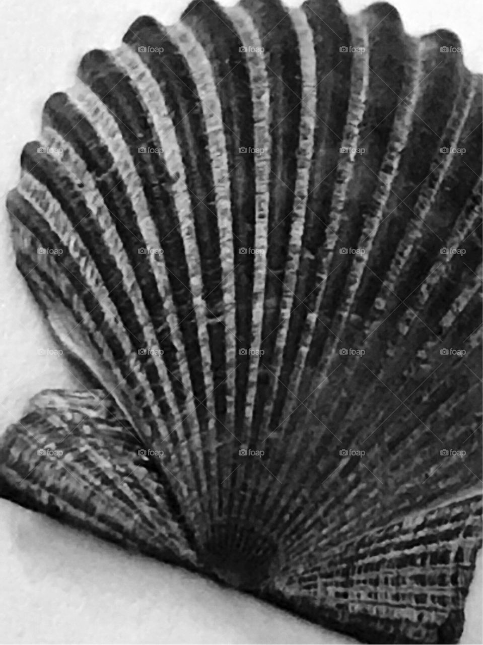 Seashell texture 