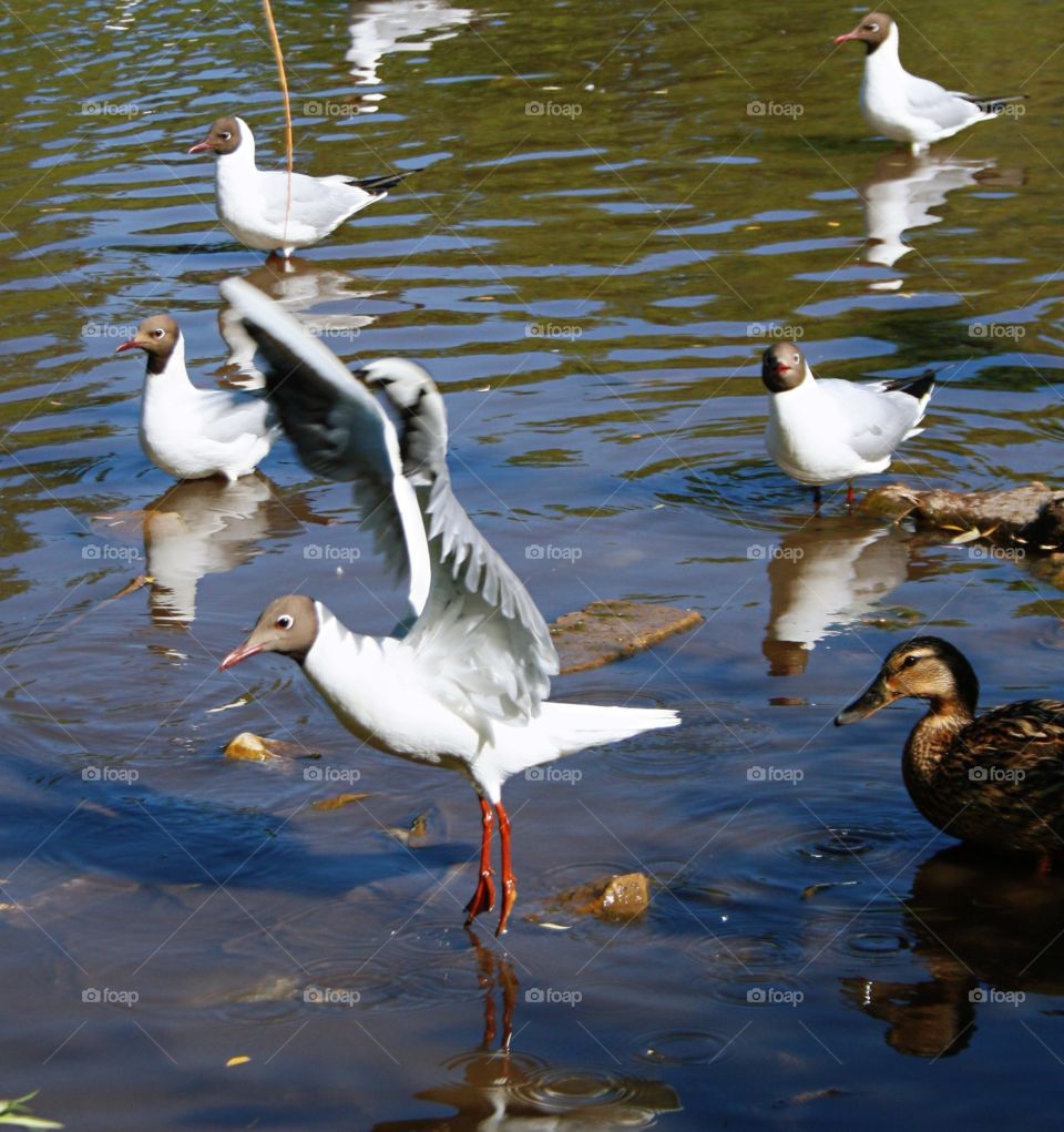 Black-headed seagulls in the pond