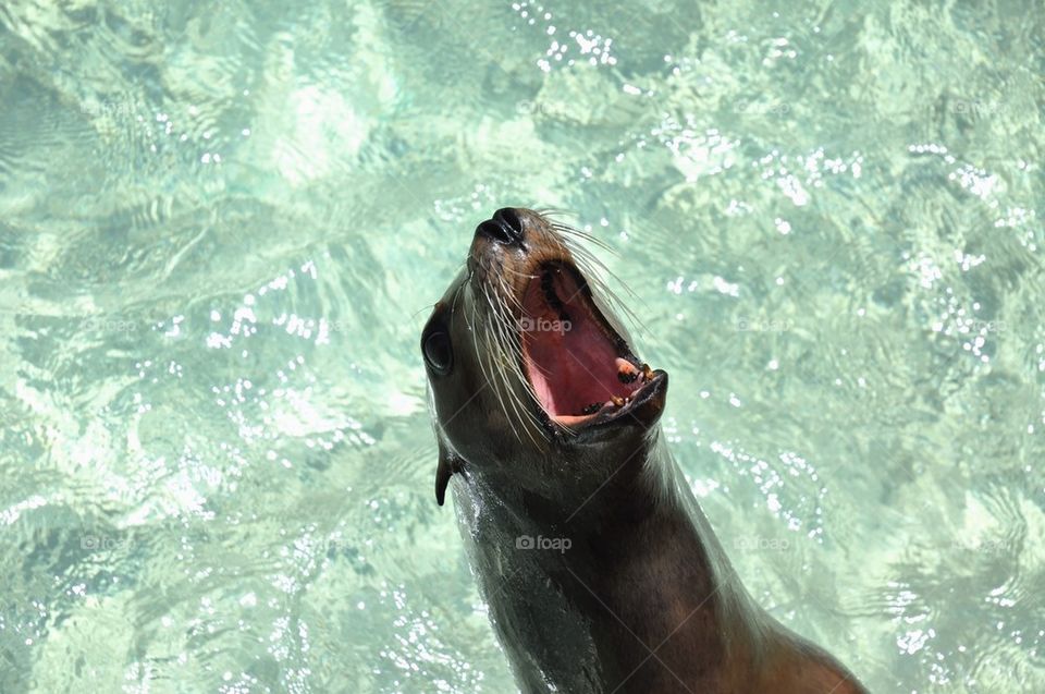 Sea Lion