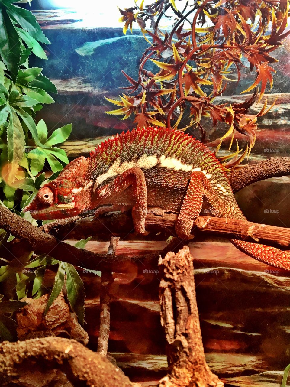Multi coloured chameleon lizard
