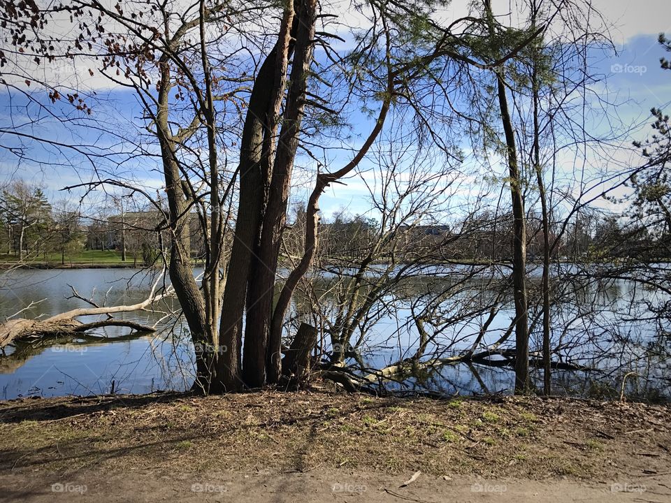 Dead trees on pond