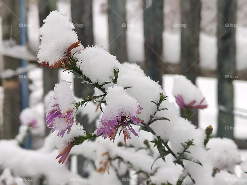 Autumn flowers under the snow. Snow fell.