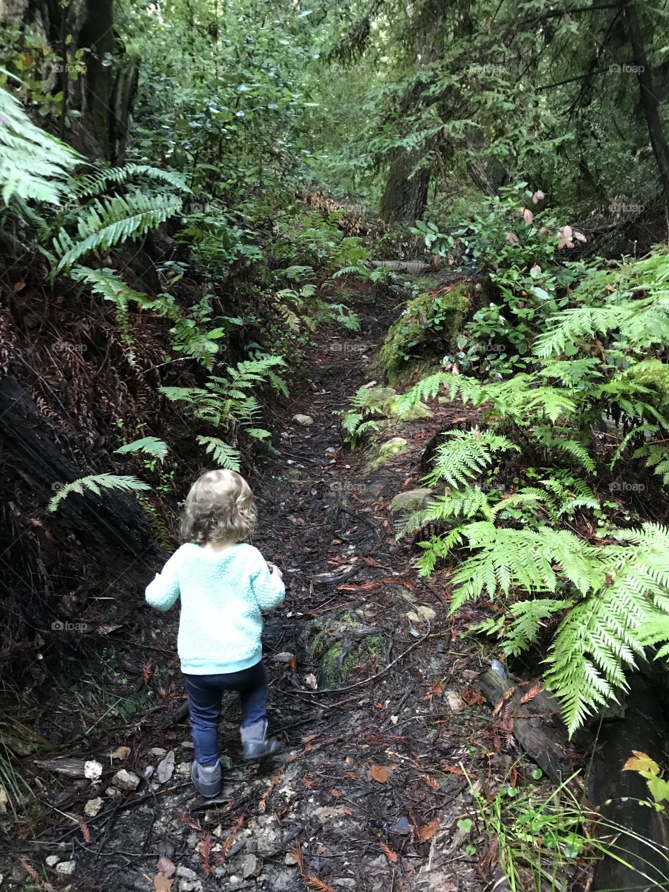 Young girl exploring a hiking trail through the redwood forest