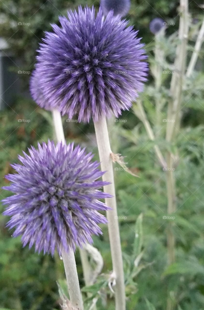 Globe Thistle. Beautiful textural summer flower