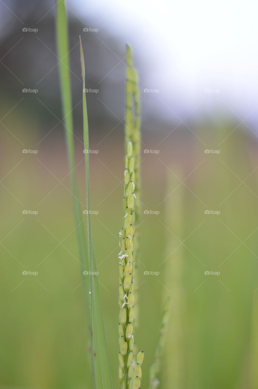 Rice field,farmer.