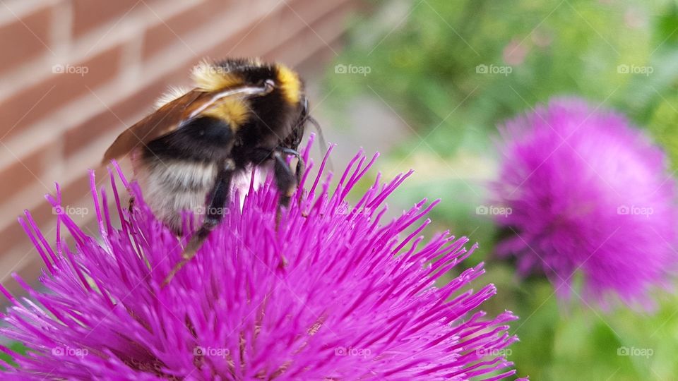 humlebee and thistle