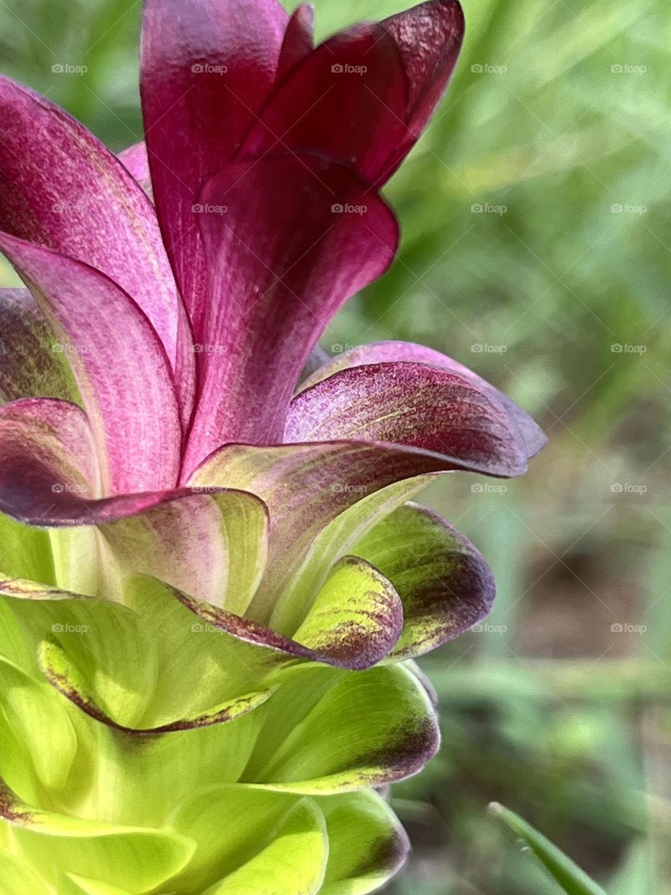 📸Capture the Power of Complementary Colors.