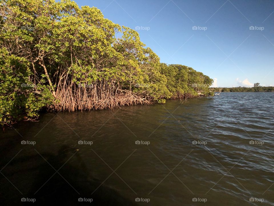 Florida mangroves 