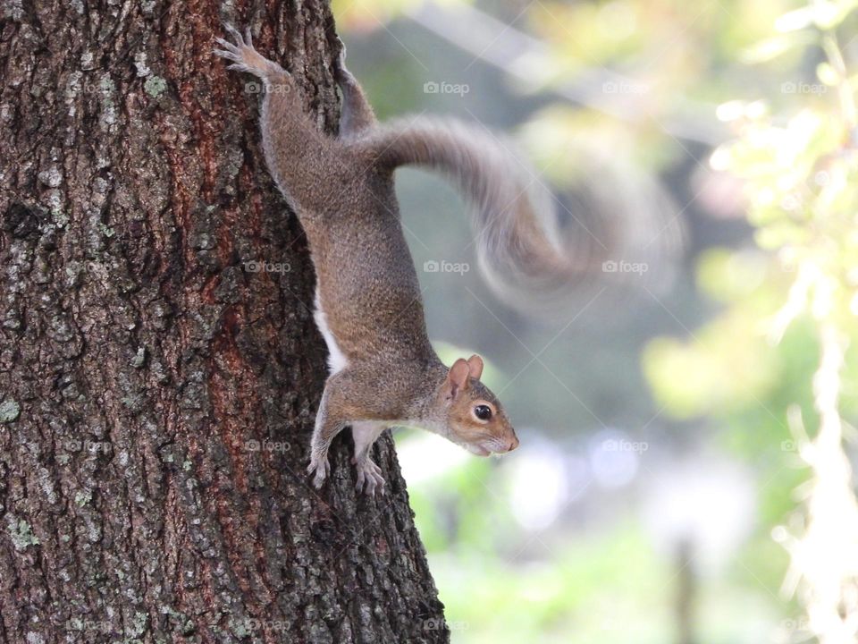 Squirrel on a tree urban park 