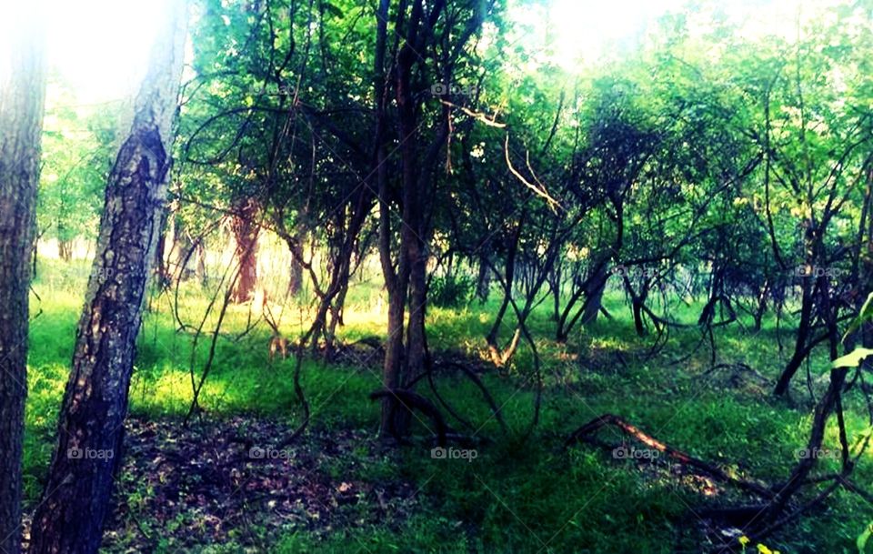 woodland life