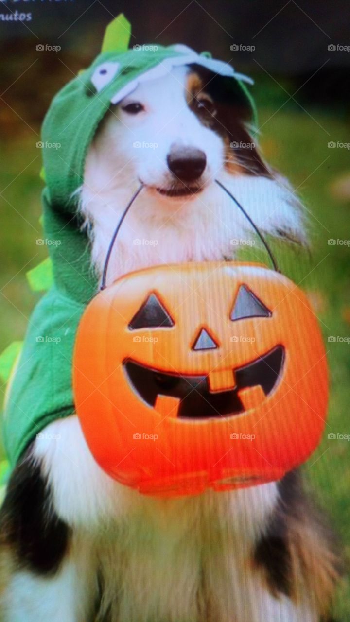 Halloween perros